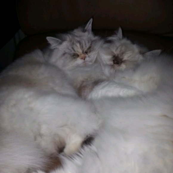 Meet your Posher, Jennifer - Picture 1 of 1